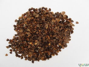 亳州辉睿中药科技 中成药供应的卓越品质与创新服务